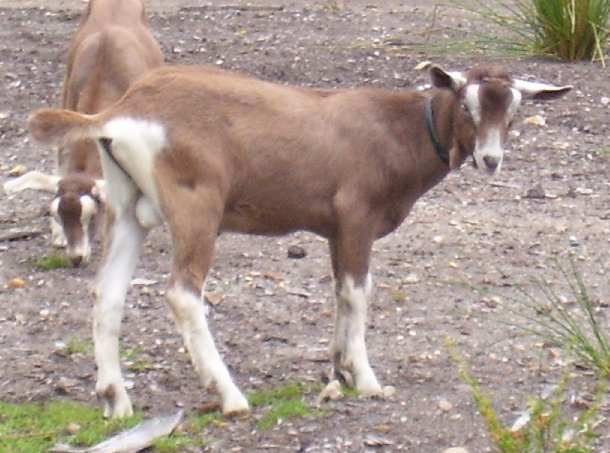 Vargo near the willows at about four months old