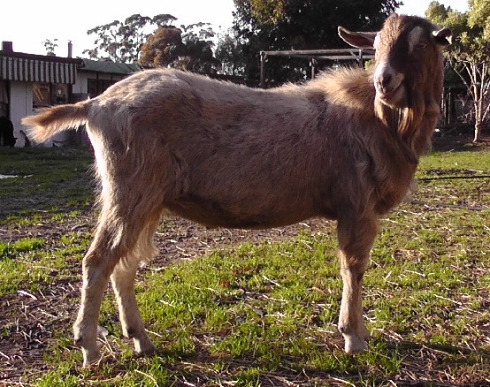Vargo at two years old