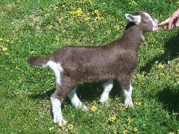 Vargo before we bought him