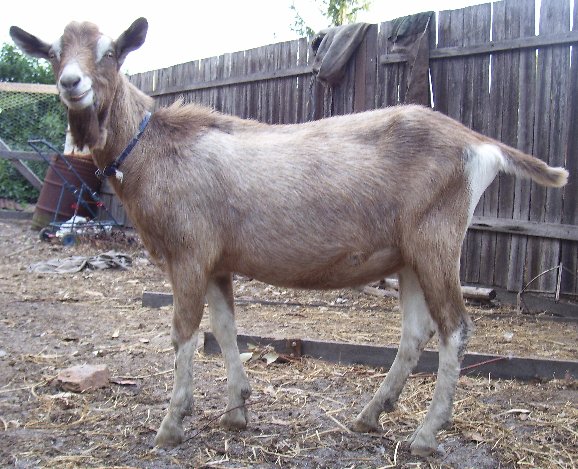 Zhivargo at 1.5 years old