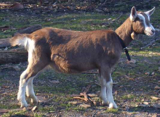 Waygara Stud goat Bonnie 02