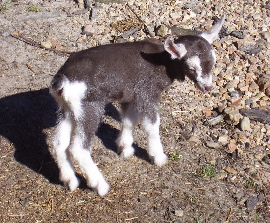 Waygara Stud goat Bonnie 03