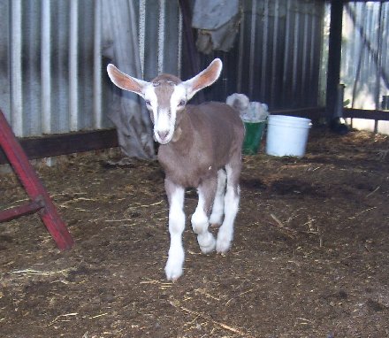 Bon Bon coming over at about a week old