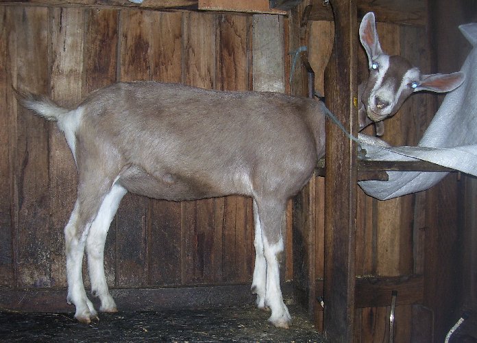 BonBon at 11 months old