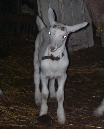 Sea as a two-week-old.