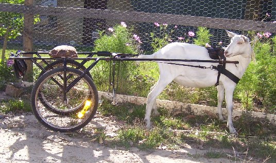 Sea with the cart harnessed up