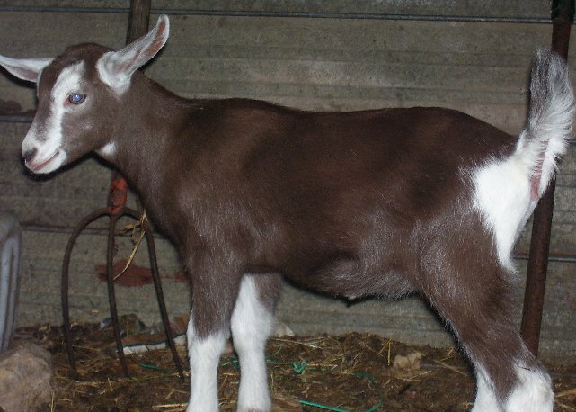 Moon at about two weeks old