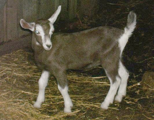 Moon at about two weeks old