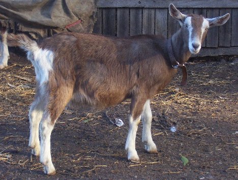 Moon with her winter coat at about seven months old