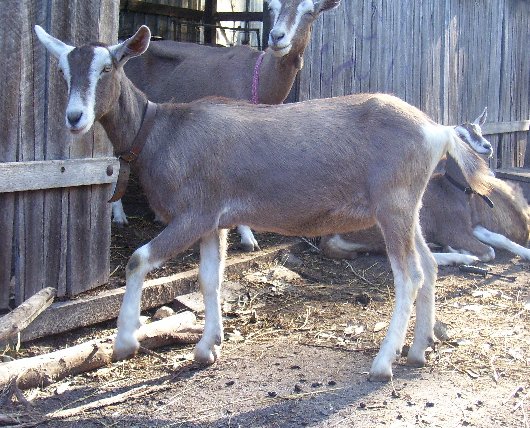 Moon as an elegant young doe with her summer coat