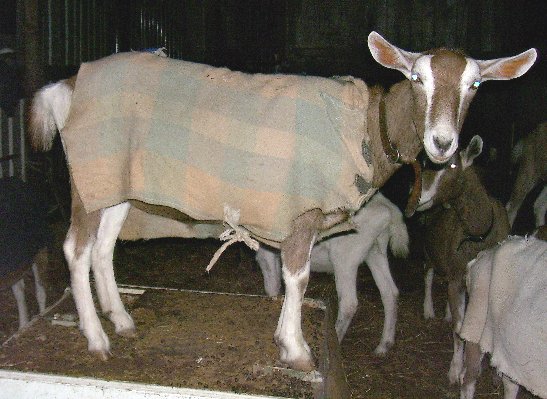 Moon with her blanket on