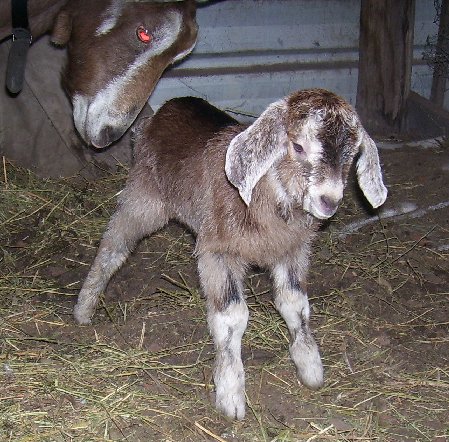 Fawn at about ten minutes old