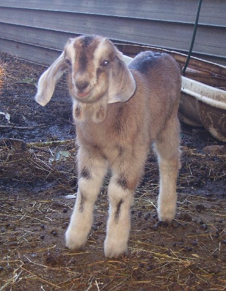 Fawn at about two weeks old