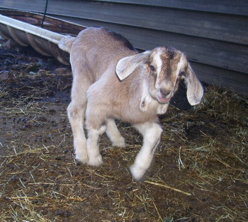Fawn racing along at about two weeks old