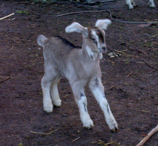 Fawn threatening Alyce