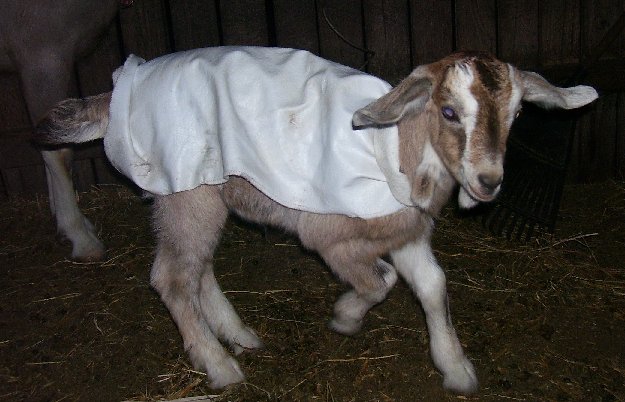 Fawn with a little blanket I made