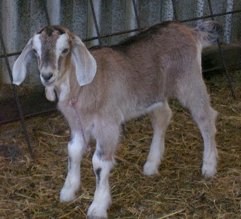 Fawn at about two months old