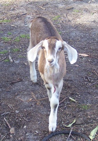 Fawn as an elegant girl