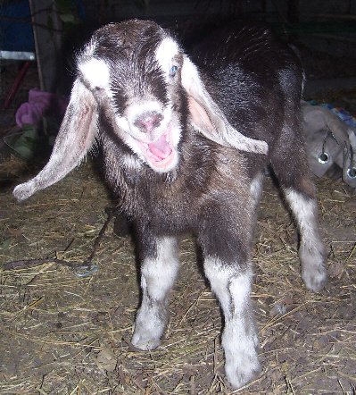 Cute little Lassie at about a week old