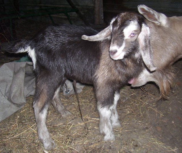 Lassie at about an hour old