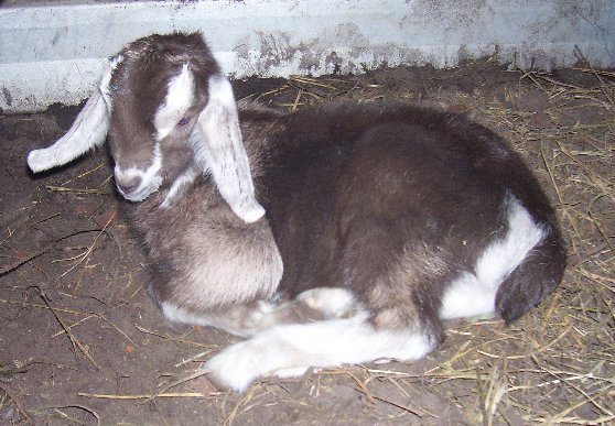 Lassie laying down at about six hours old