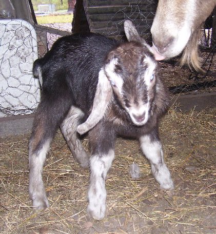 Lassie at a few hours old