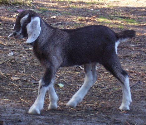 Lassie walking along at about two weeks old