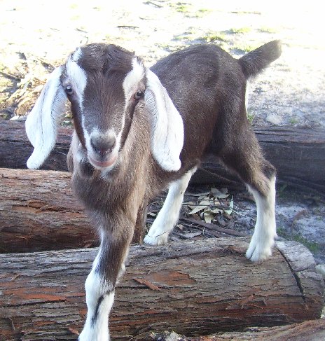 Lassie looking very pretty at about a week old.
