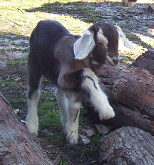 Lassie yawning at a few hours old