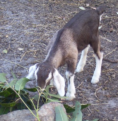 Lassie eating some gum