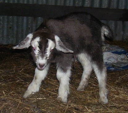 Tam at a few hours old