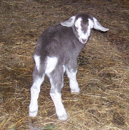 Tam at a few days old