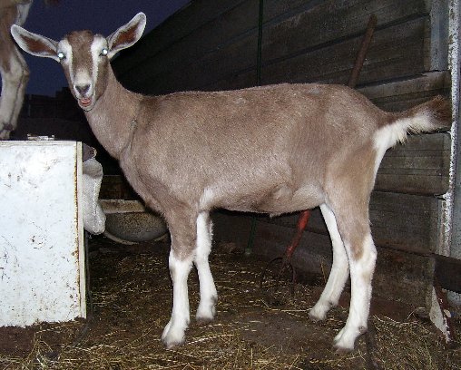 Tam at a few months old