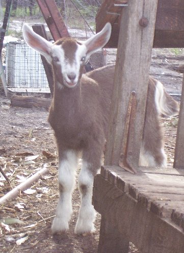 Tam looking aroung the milking stand