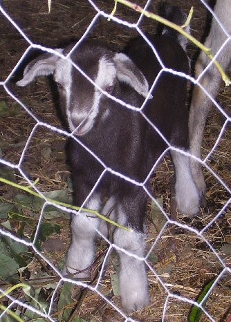 Star at about two days old