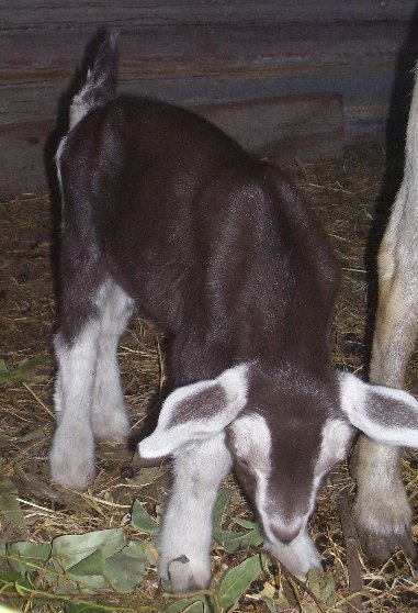 Star at about two days old