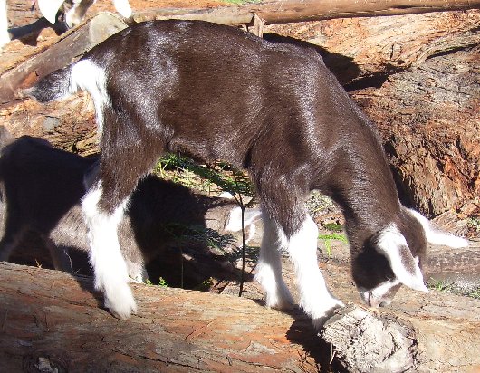 Star at about a week old