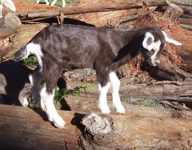 Star walking along a log at about a week old
