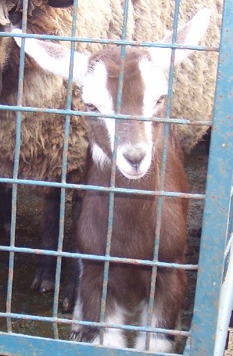 Star just before being being sold