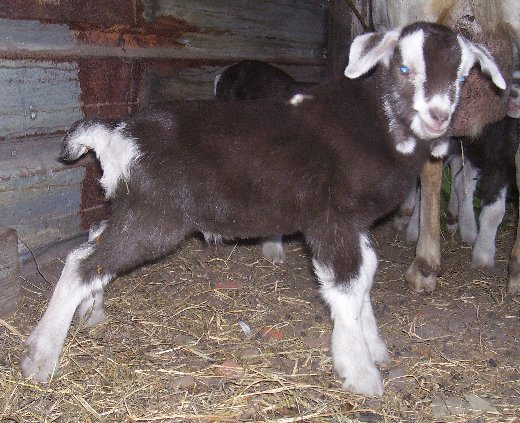 Ossy at two days old