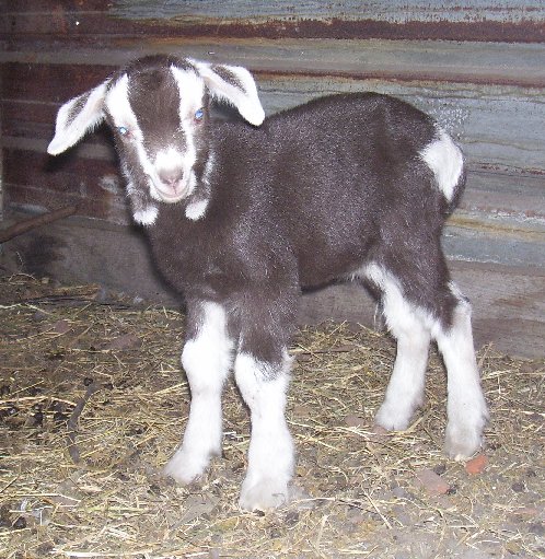 Ossy sweetie at two days old
