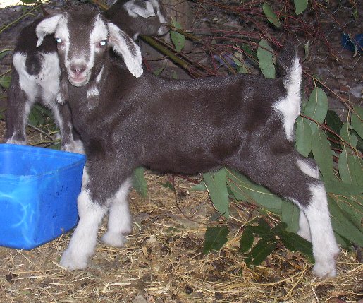 Eagle as an adorable little handsome, about two days old
