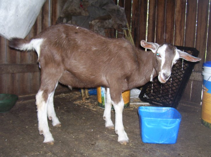 Eagle at about three months old, the day before being sold