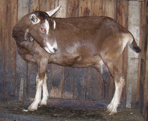 Beb looking around on the milking stand