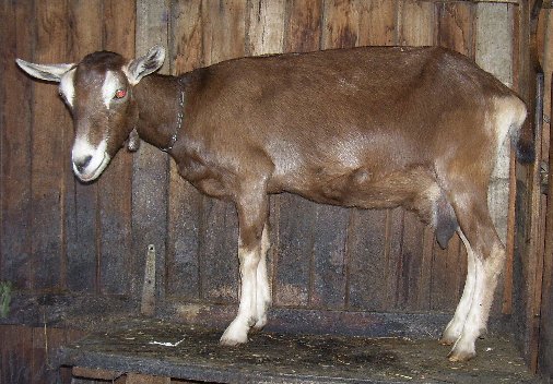 Beb on the milking stand