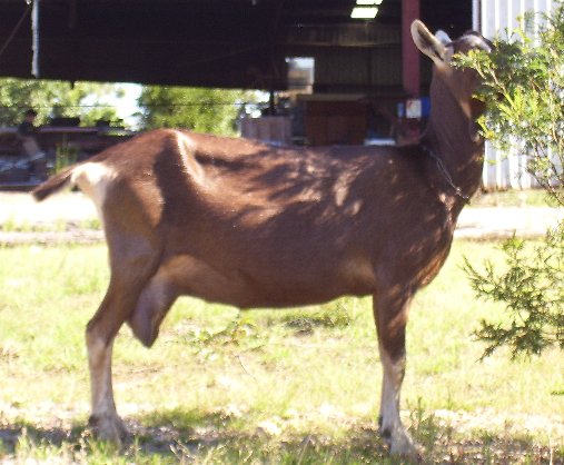 an out of focus photo of Beb with some m ilkin her udder
