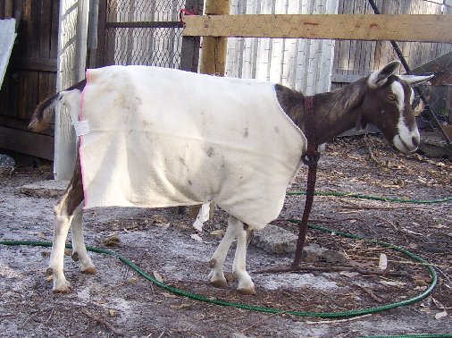 River starting to lose her old coat, but wearing a blanket over the top