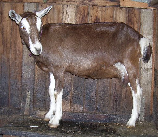 River on the milking stand