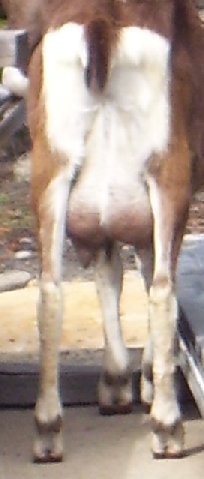River's cute little udder