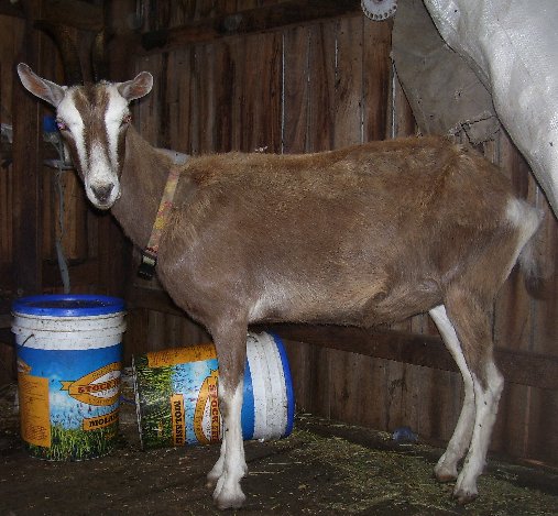 Jint a few weeks after we got her